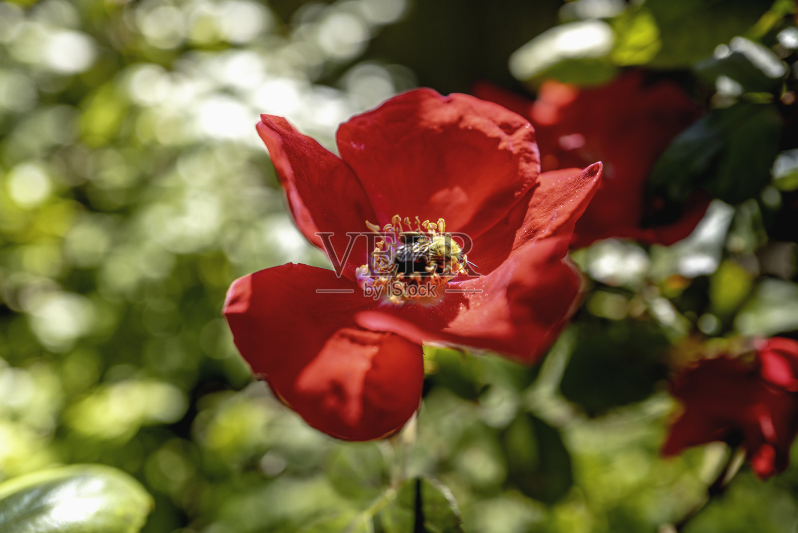 大黄蜂在红玫瑰花盛开照片摄影图片