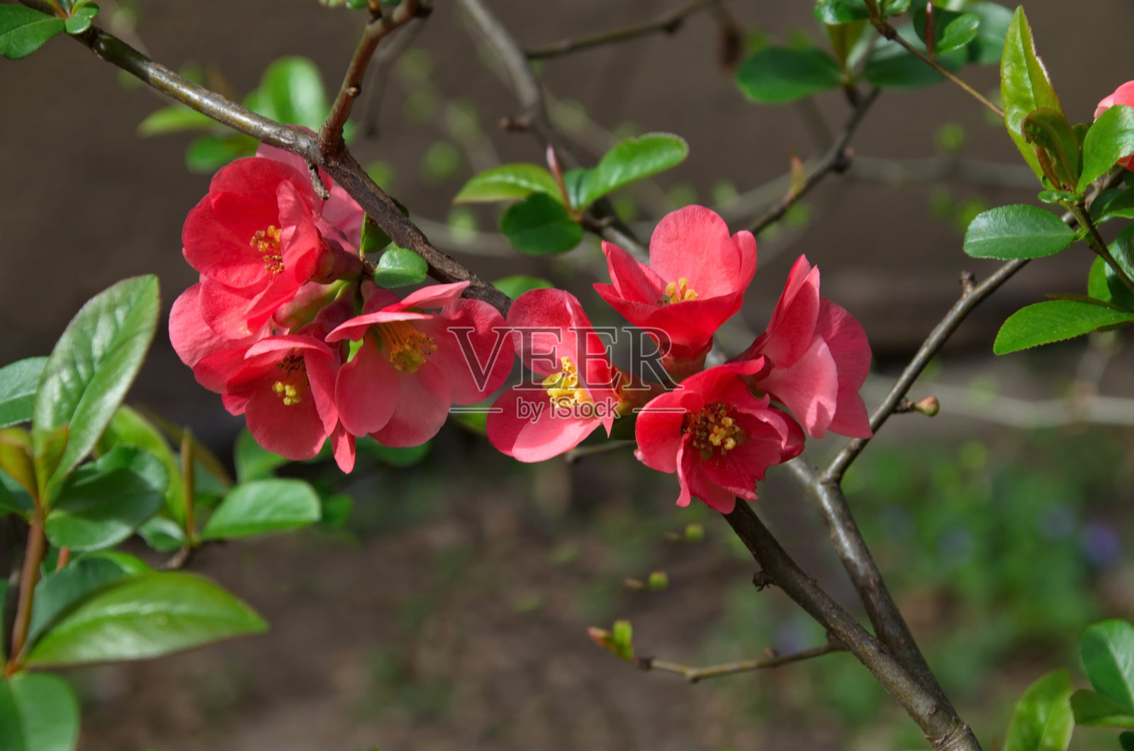 日本榅桲或细枝木瓜，在春天绽放出细腻的粉红色照片摄影图片