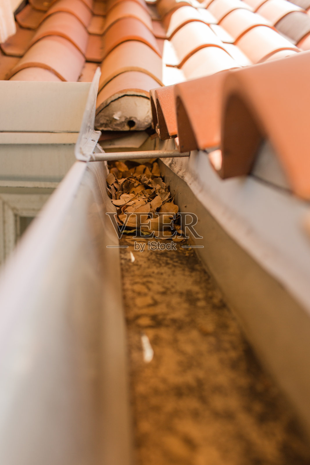 上图:2023年春天，在南佛罗里达的一座被热带植物和棕榈树包围的住宅中，肮脏的白色金属排水沟充满了干叶子和污垢照片摄影图片