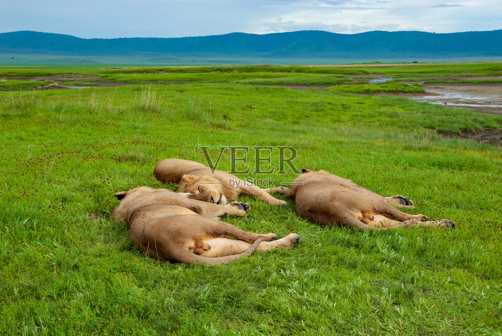 东非狮子在坦桑尼亚恩戈罗恩戈罗保护区休息照片摄影图片