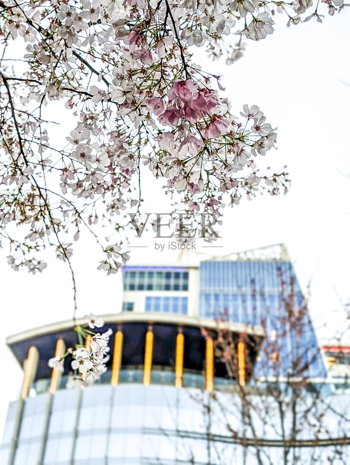 春天开花的植物和花在北卡罗来纳州的夏洛特照片摄影图片
