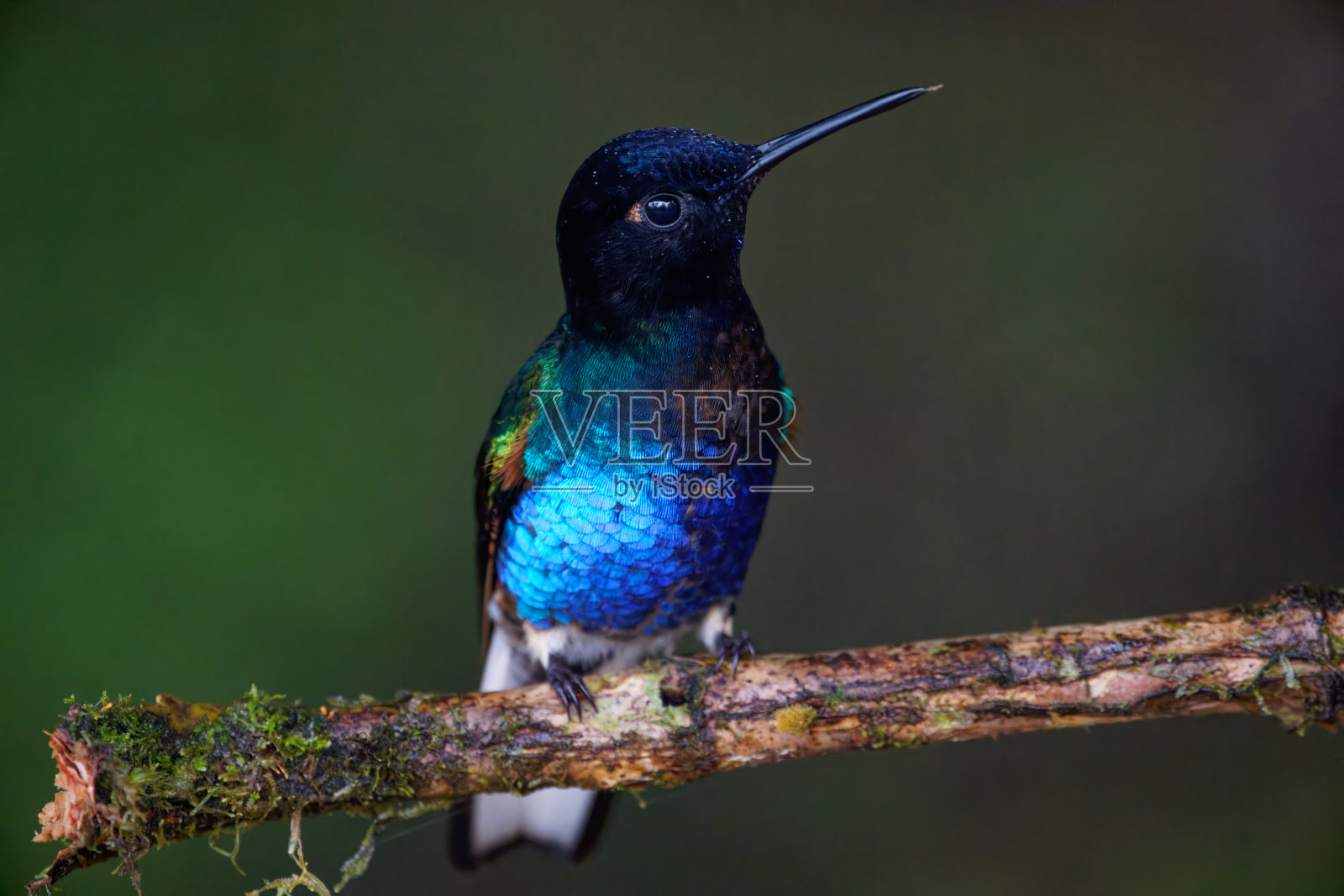 天鹅绒紫冠蜂鸟照片摄影图片