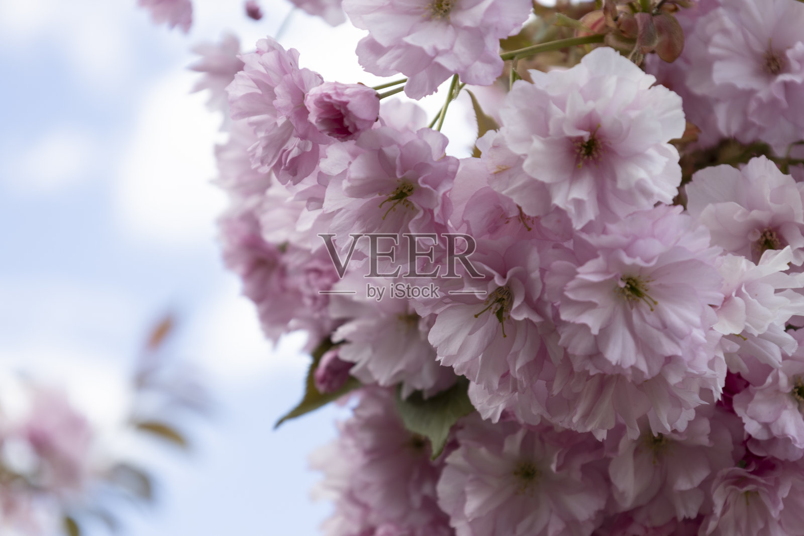 美丽的春天粉红色樱花的背景。树枝上盛开的樱花。照片摄影图片