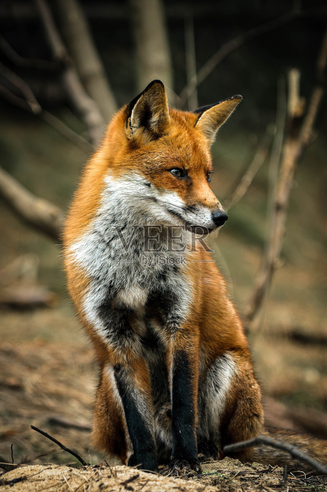 红狐狸照片摄影图片