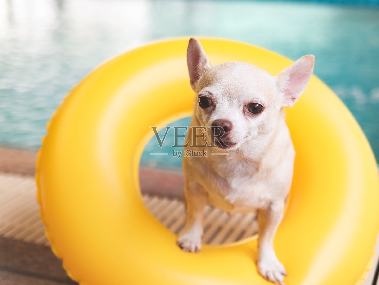 棕色短发吉娃娃狗站在黄色游泳圈或充气游泳池。运动和旅行的概念。照片摄影图片
