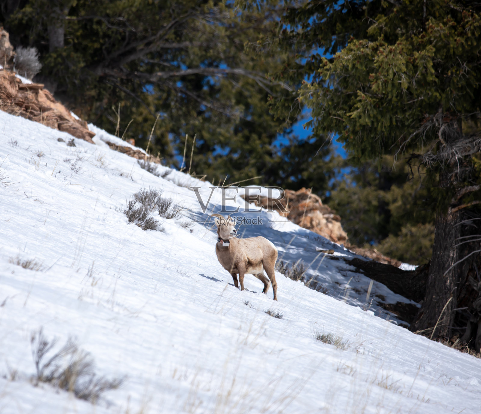 黄石公园的大角山羊照片摄影图片