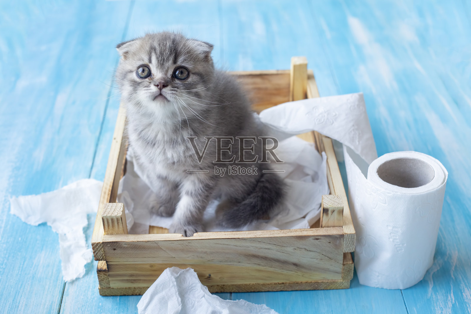 苏格兰折耳猫在玩卫生纸照片摄影图片