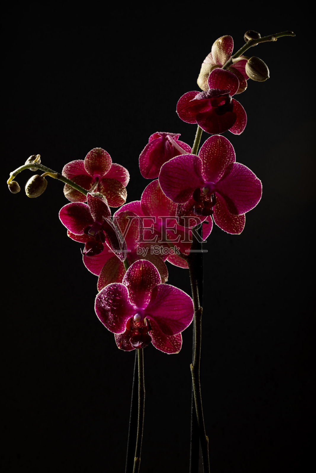 黑色背景上粉红色兰花的彩色花卉装饰照片摄影图片