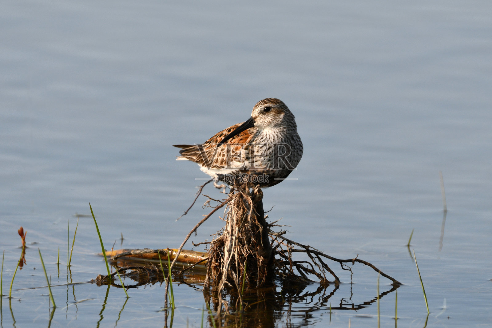 邓林矶鹞滨鸟在春季迁徙照片摄影图片