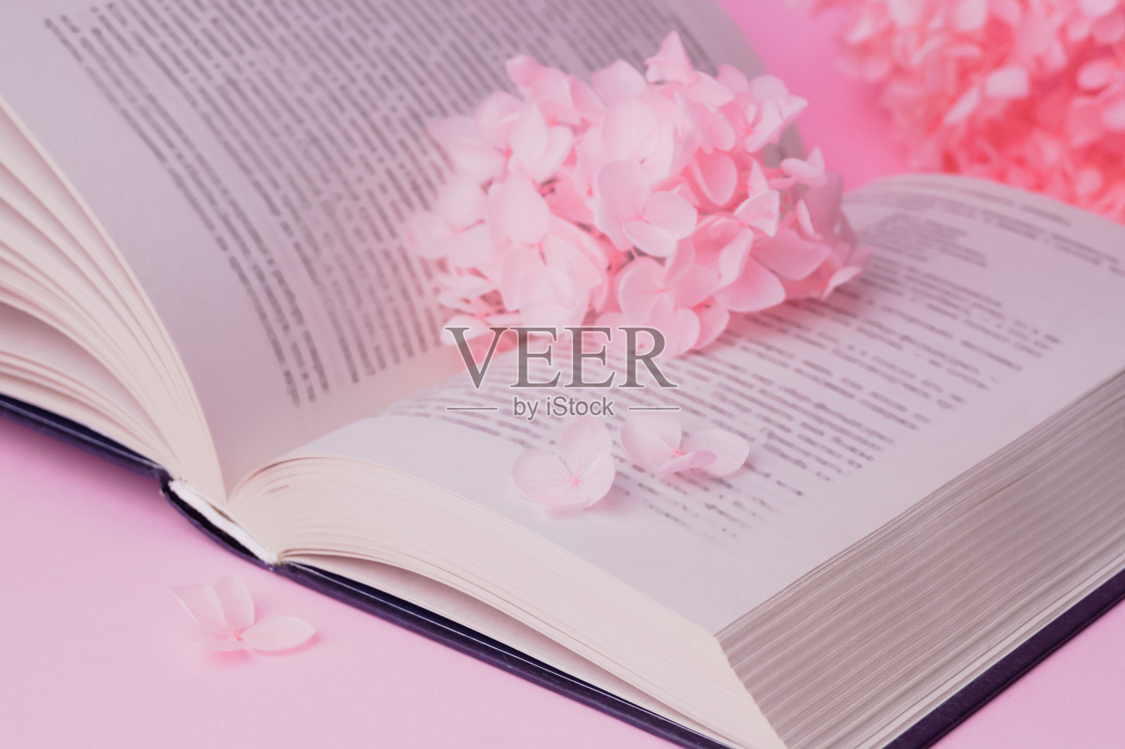 美丽的霍兰花和书在粉红色的背景，特写照片摄影图片