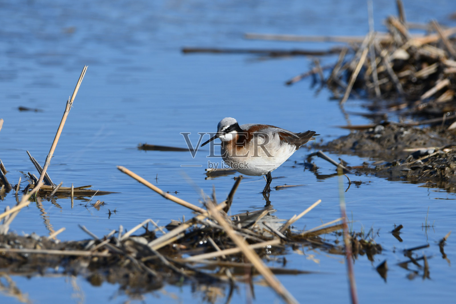 春天迁徙时的矶鹞滨鸟照片摄影图片