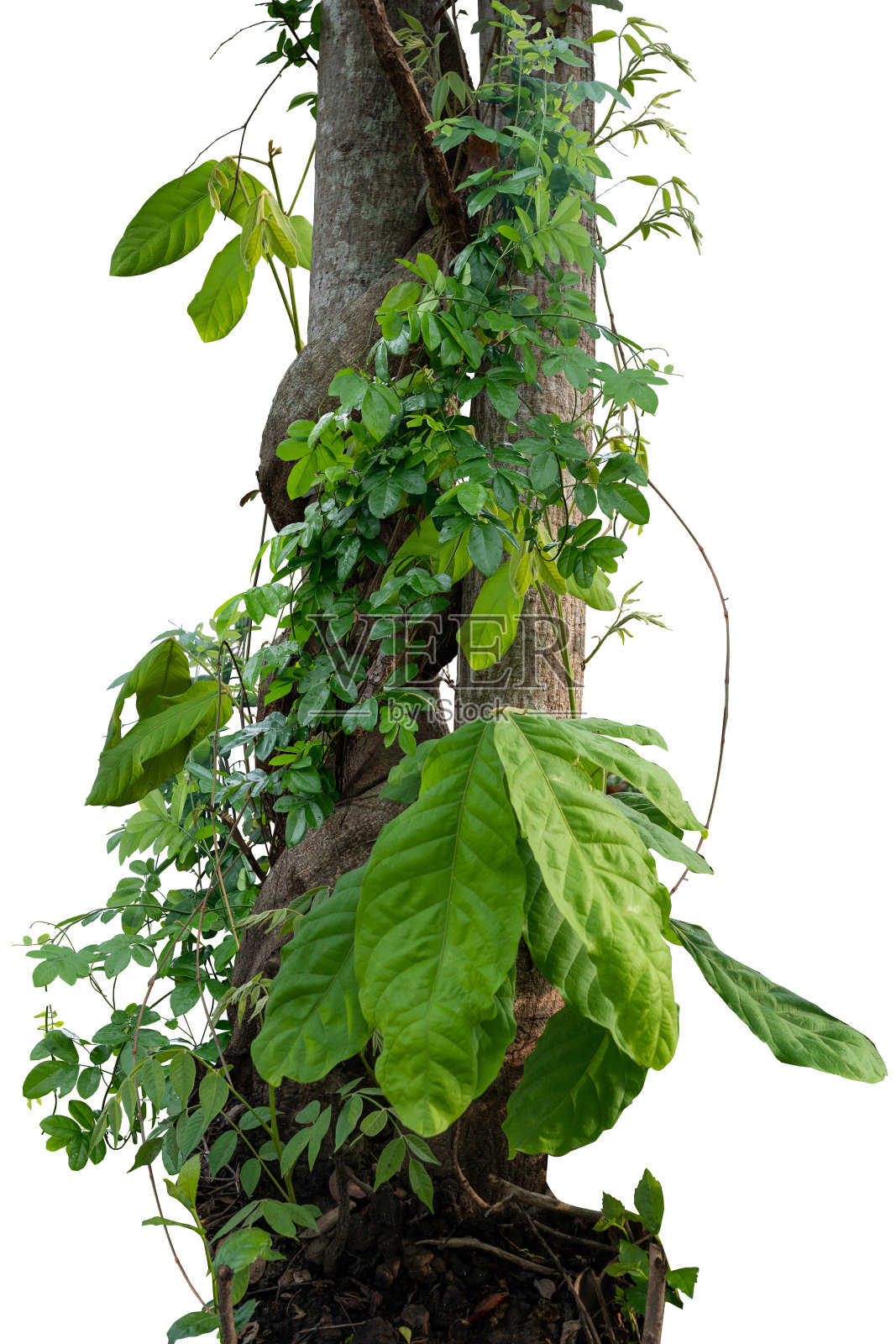 森林树干爬藤扭曲藤本植物和绿叶孤立在白色背景，修剪路径包括。照片摄影图片