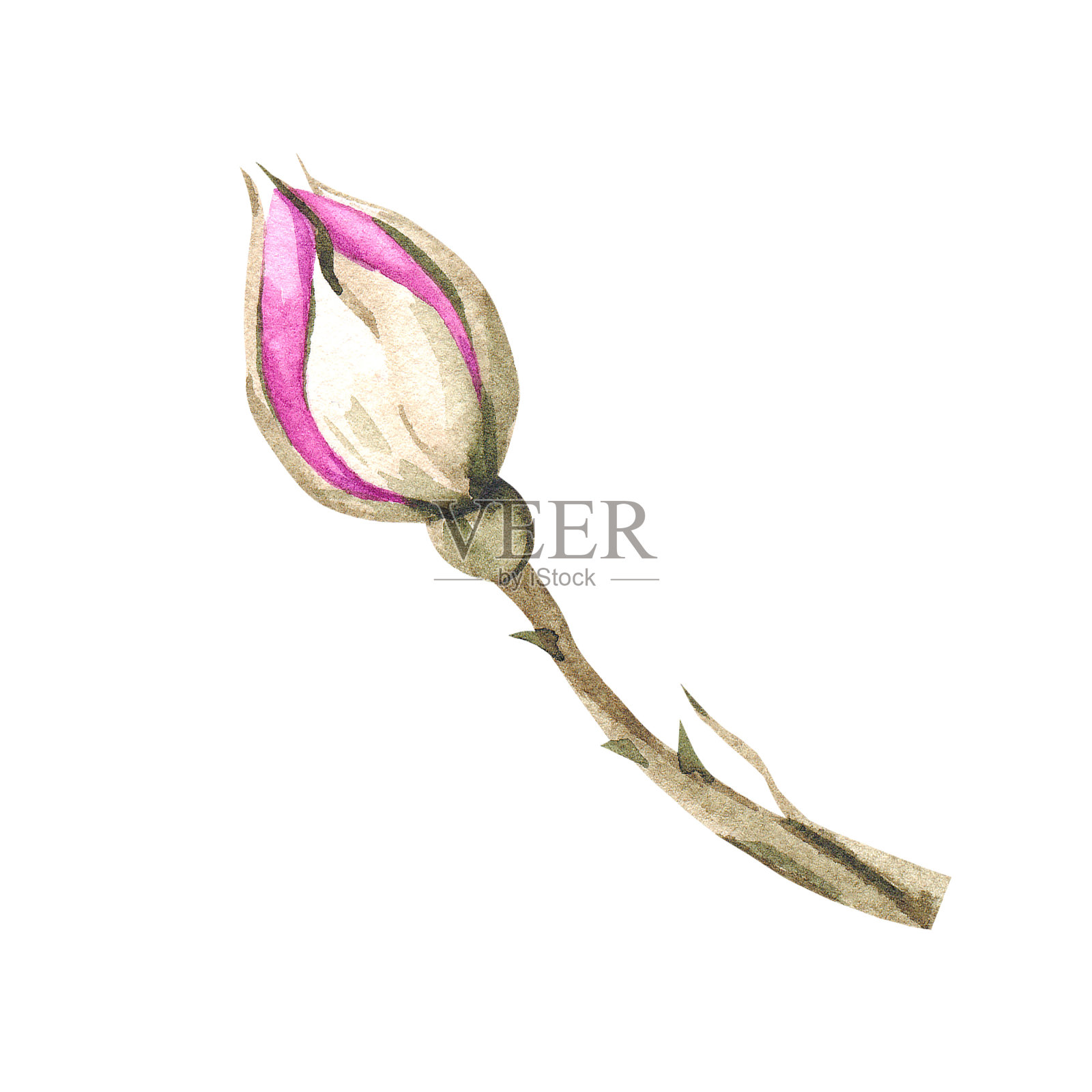 水彩画玫瑰花蕾叶和花朵插图插画图片素材