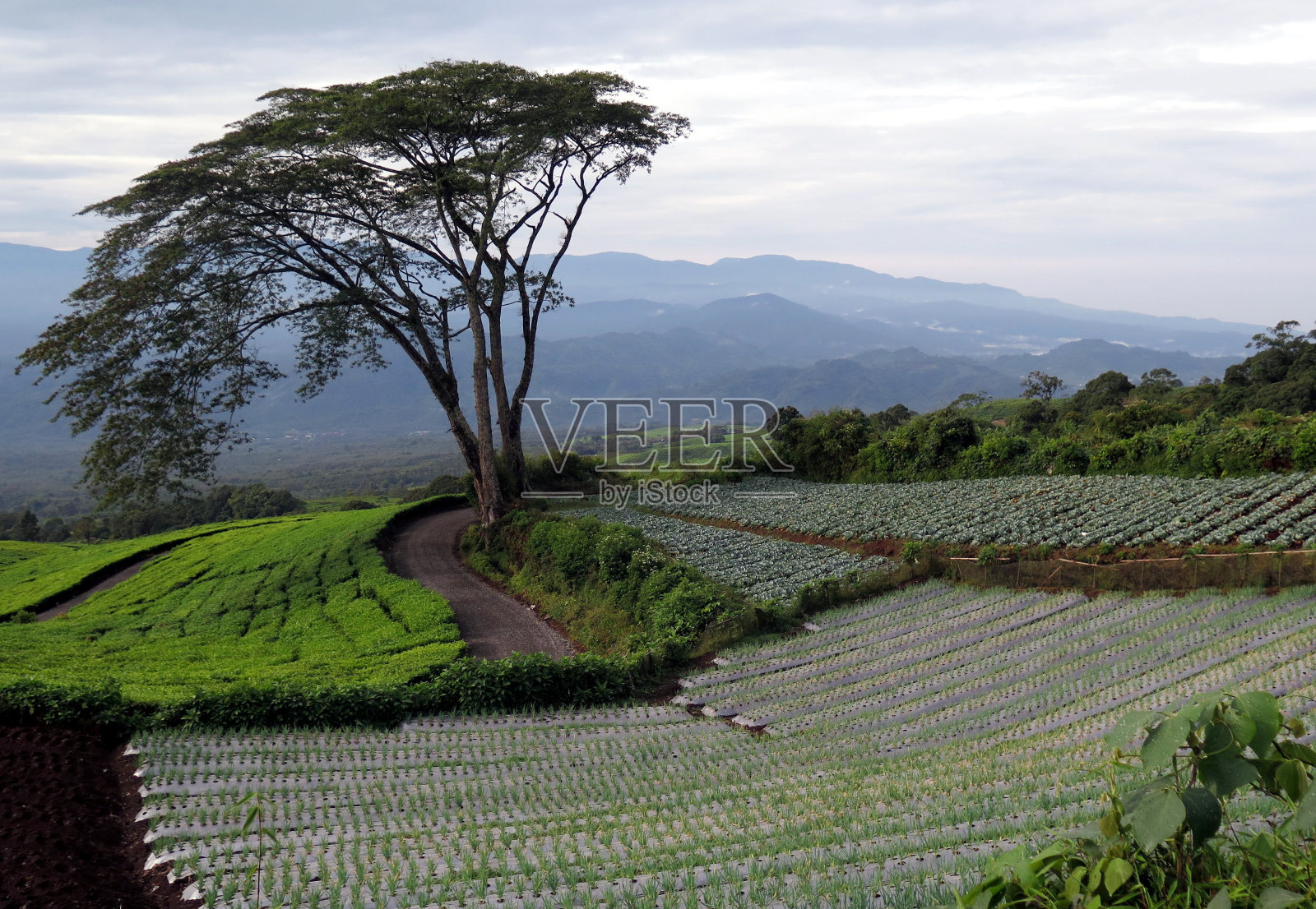 菜园照片摄影图片
