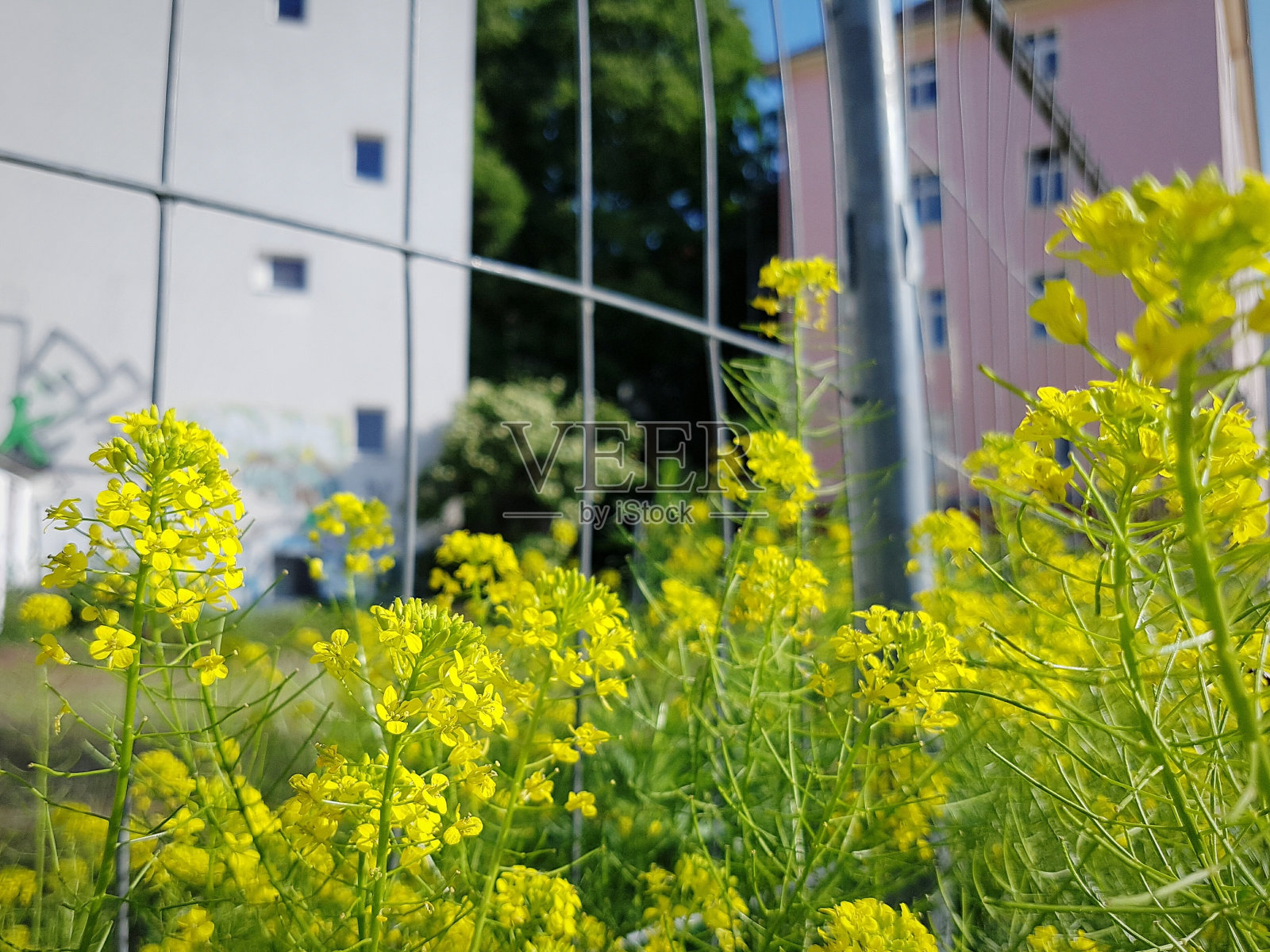 黄花特写照片摄影图片