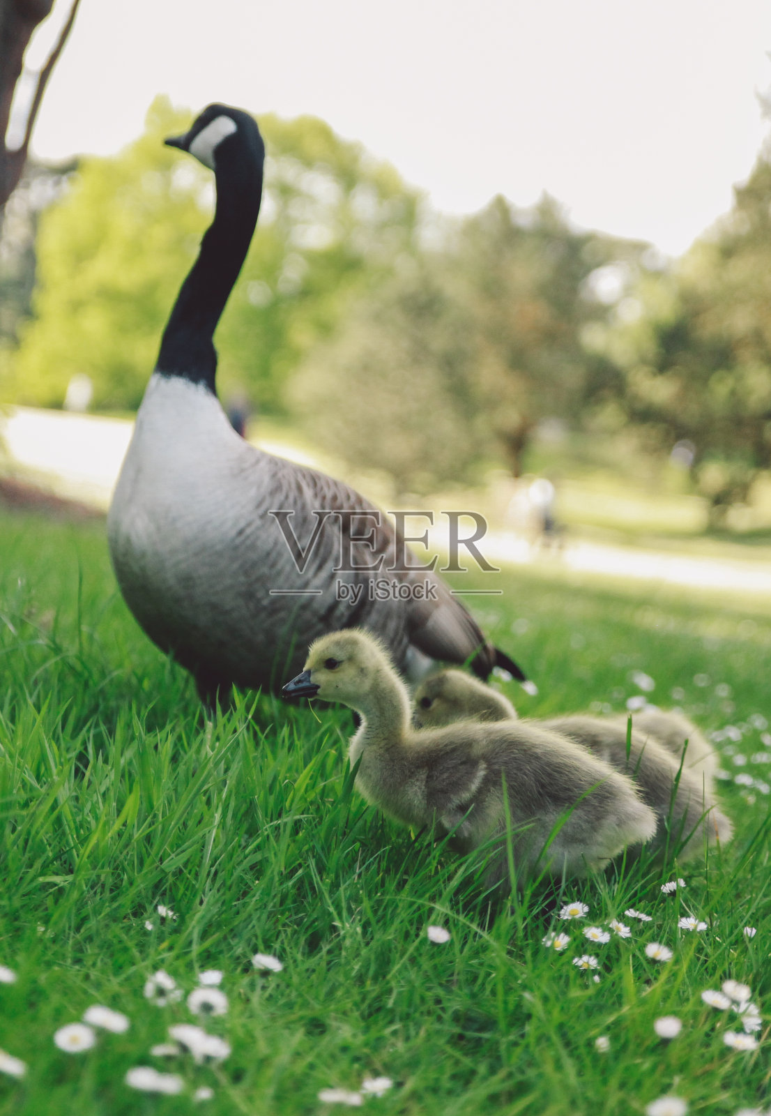 田野上加拿大鹅和小鹅的特写照片摄影图片