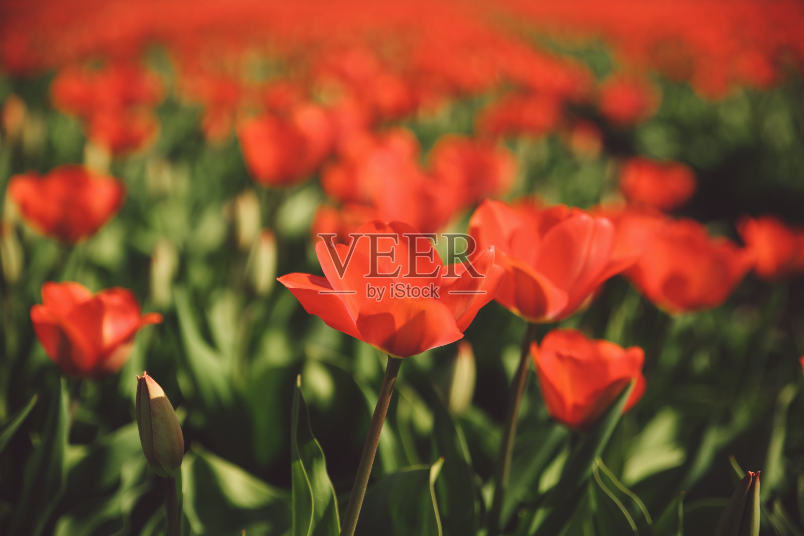 户外盛开的红花特写照片摄影图片