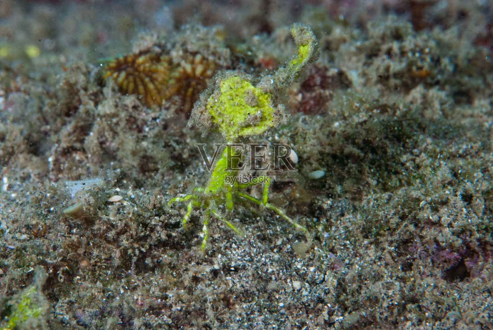 箭头蟹照片摄影图片