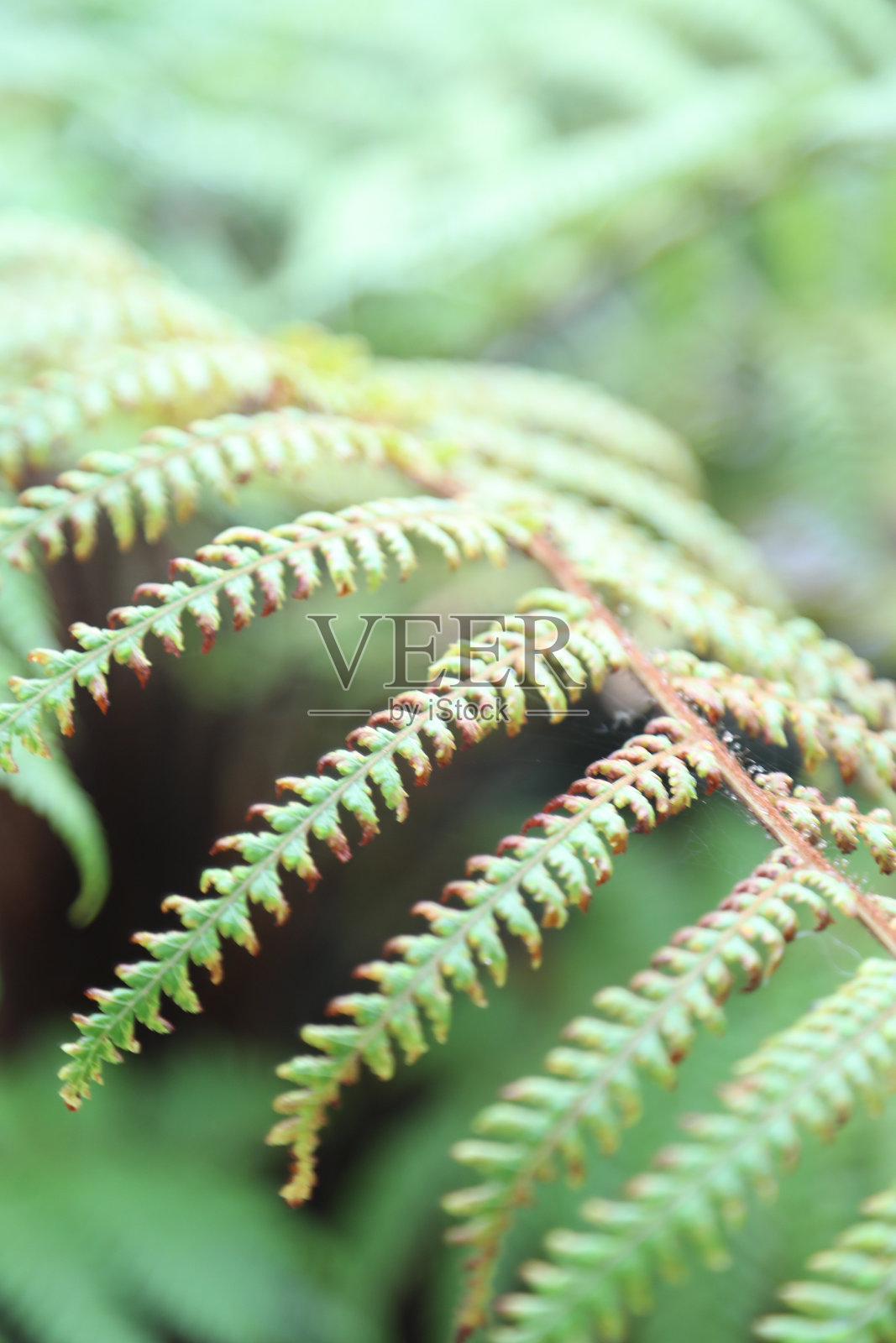 森林里新鲜的绿色植物特写照片摄影图片