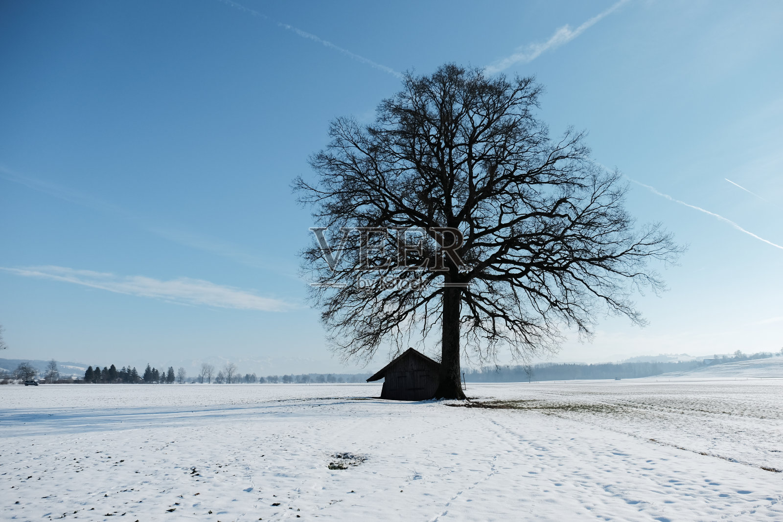 蓝天下白雪覆盖的树木照片摄影图片