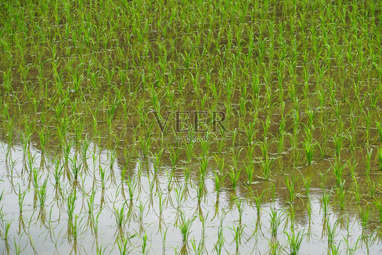 农村景观照片摄影图片