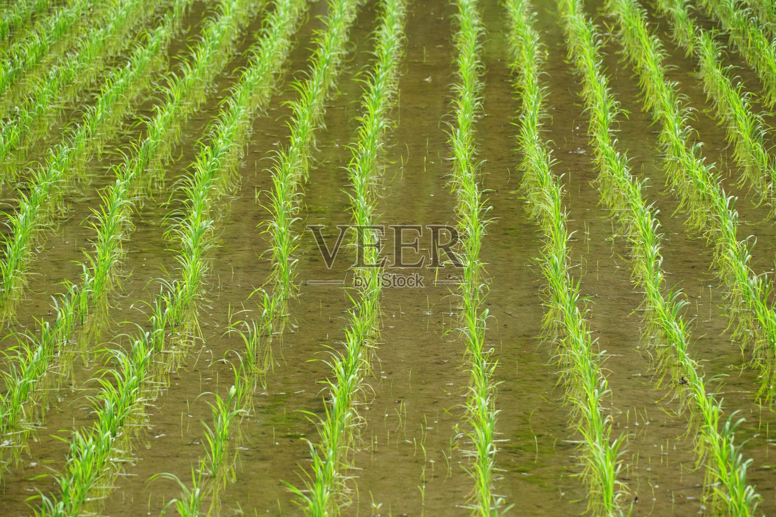 农村景观照片摄影图片