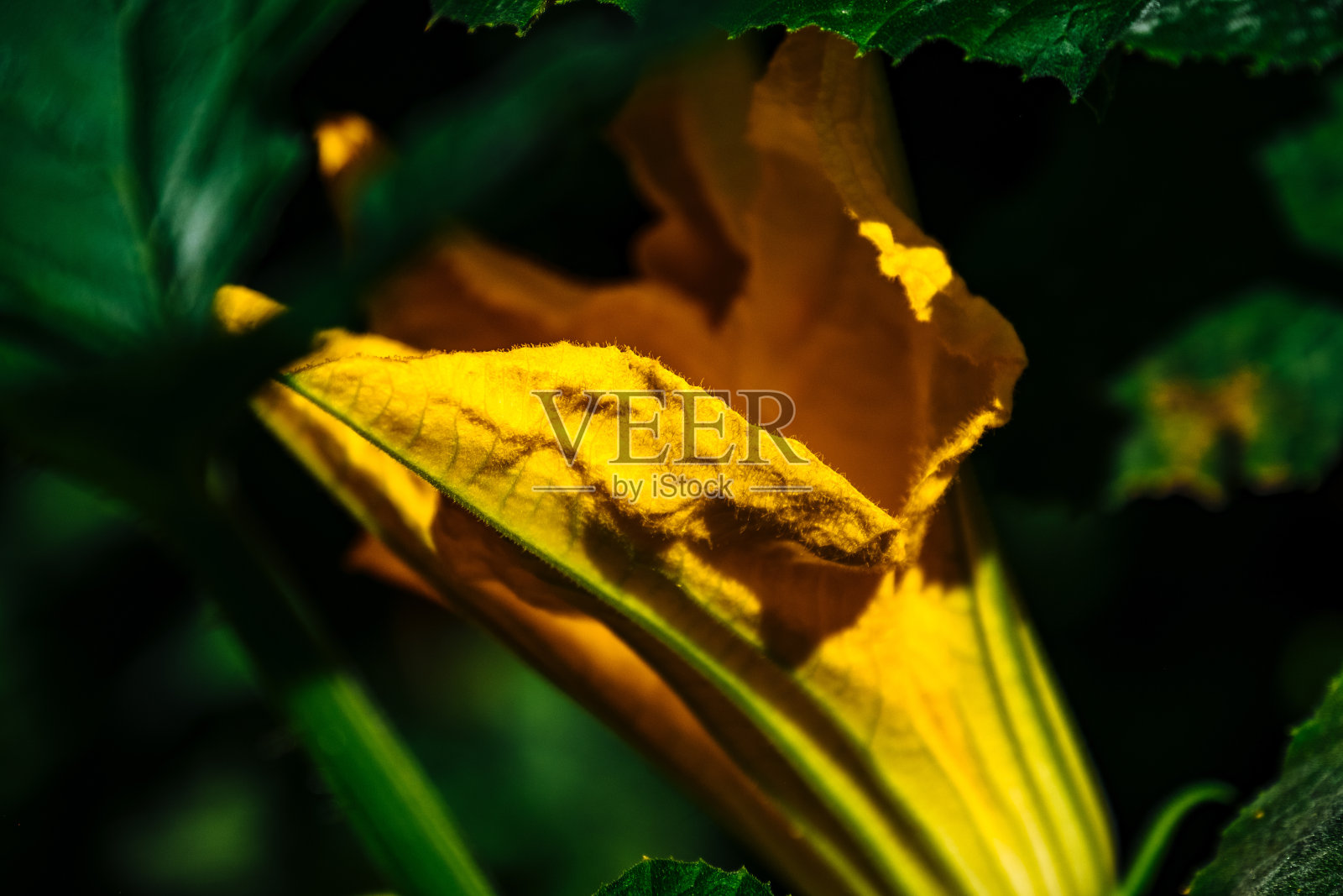 干树叶特写照片摄影图片