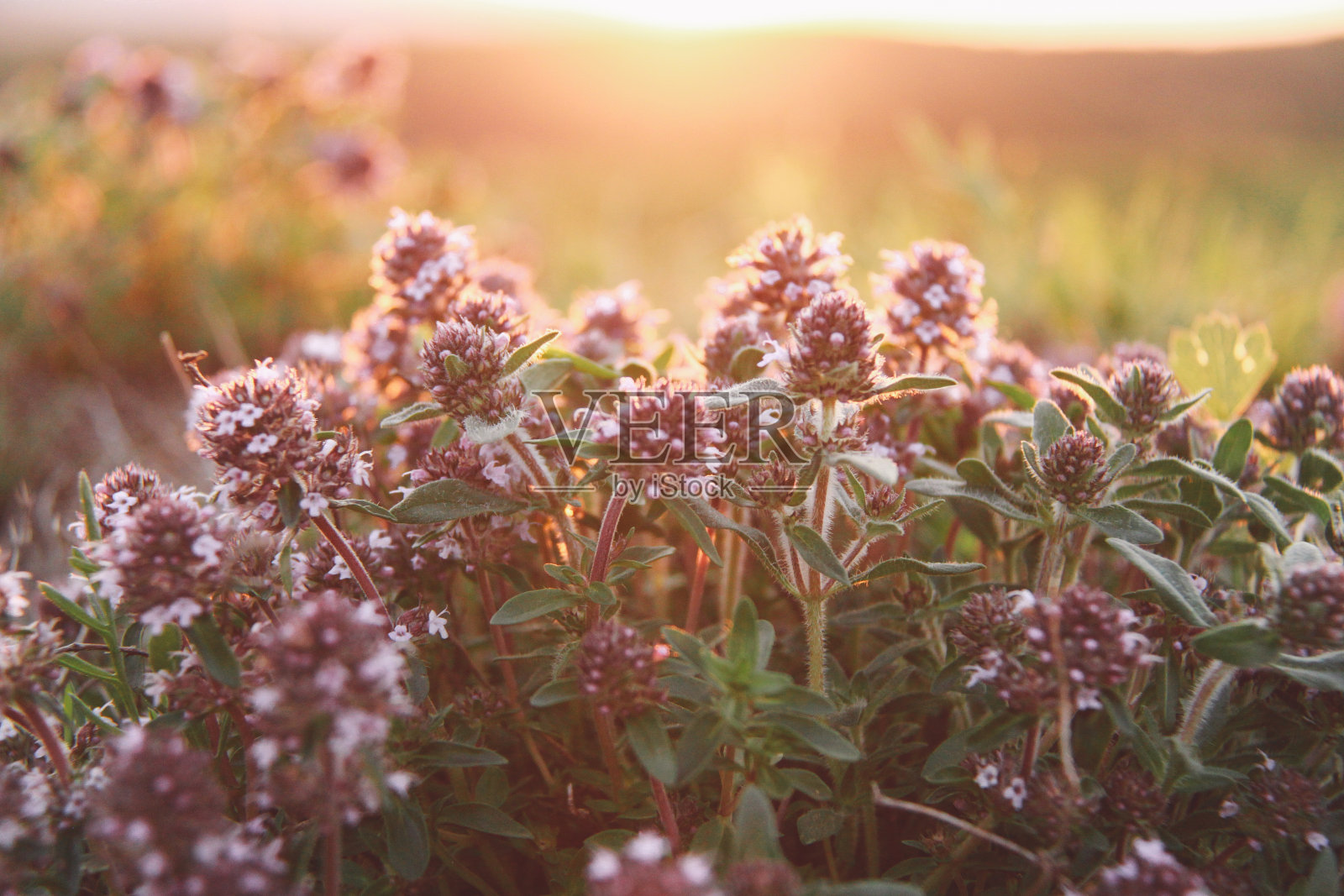 花卉特写照片摄影图片