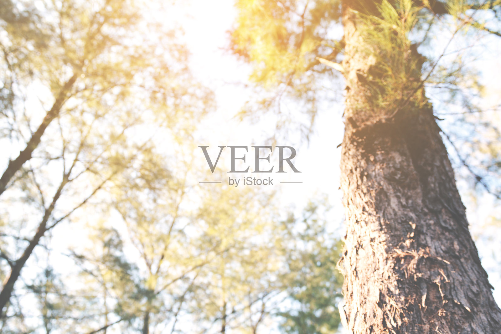 低角度看树木在森林对天空照片摄影图片