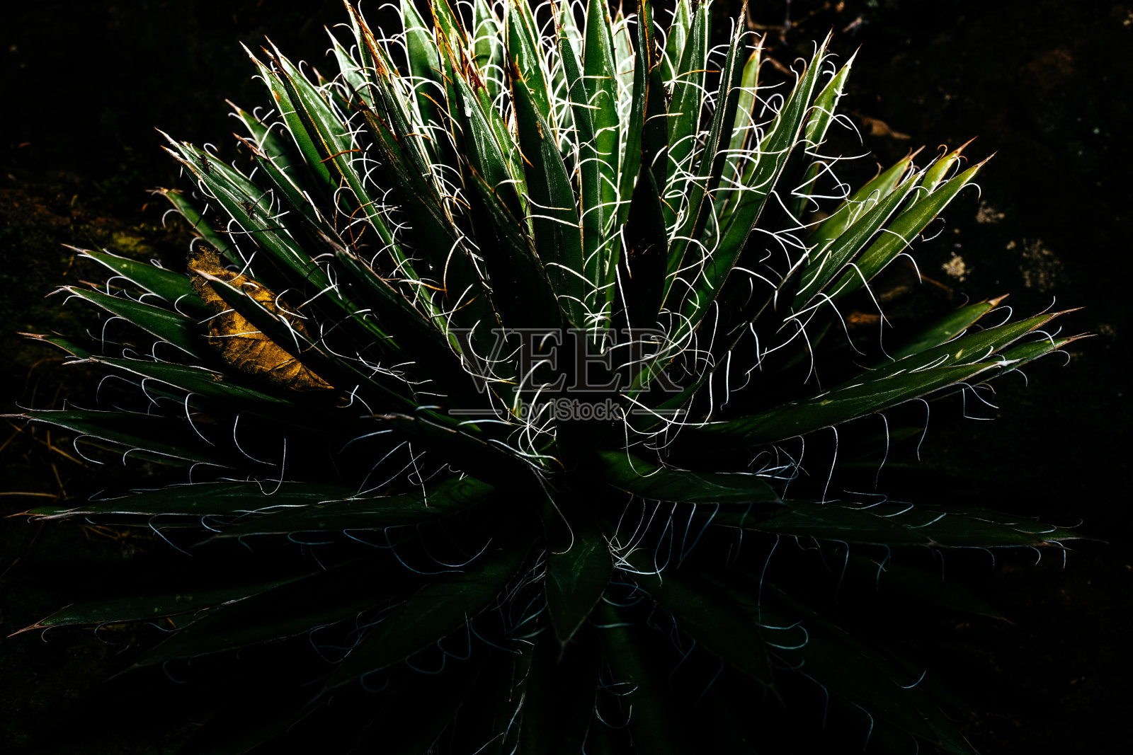 仙人掌植物夜间特写照片摄影图片