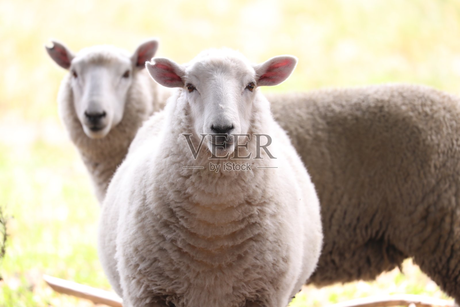羊站在田野上的肖像照片摄影图片