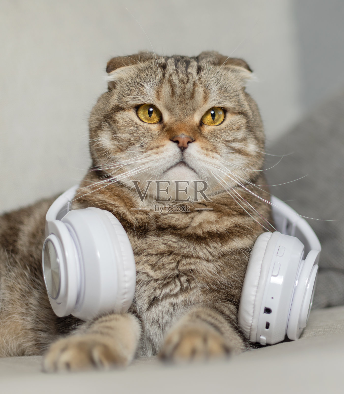沙发上戴着白色耳机的猫。照片摄影图片