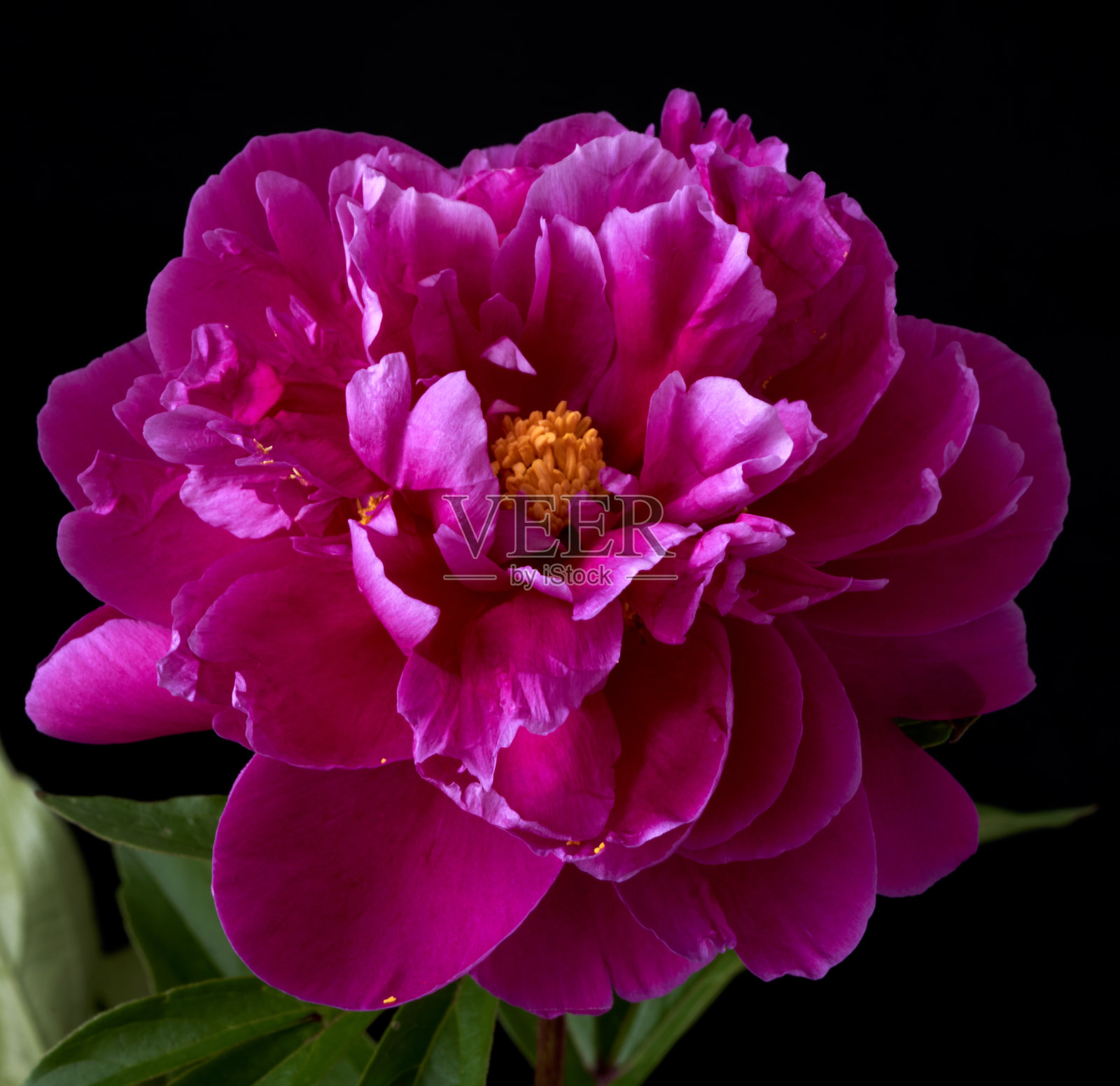 黑色背景上的牡丹花照片摄影图片