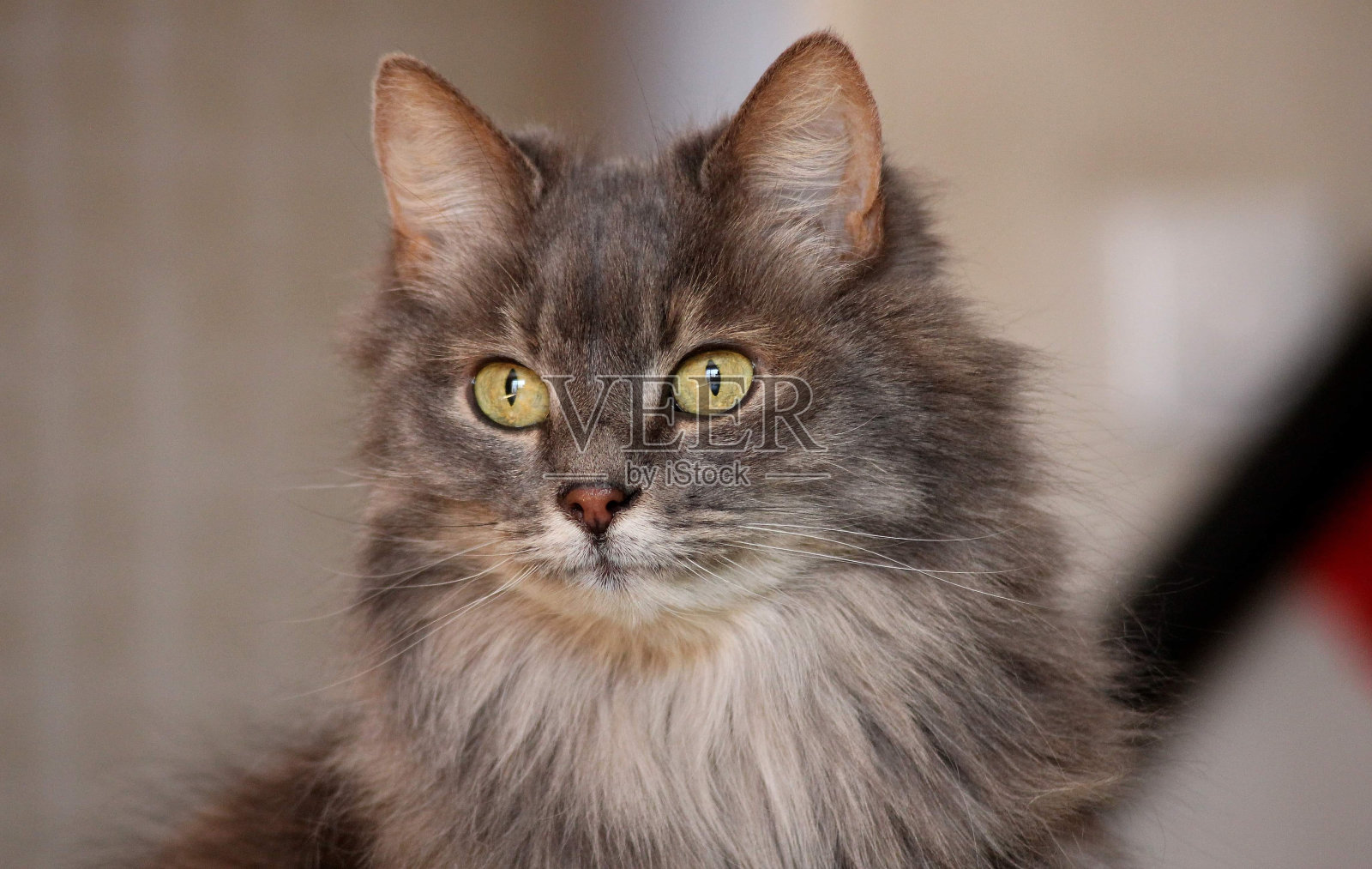 猫佩妮照片摄影图片