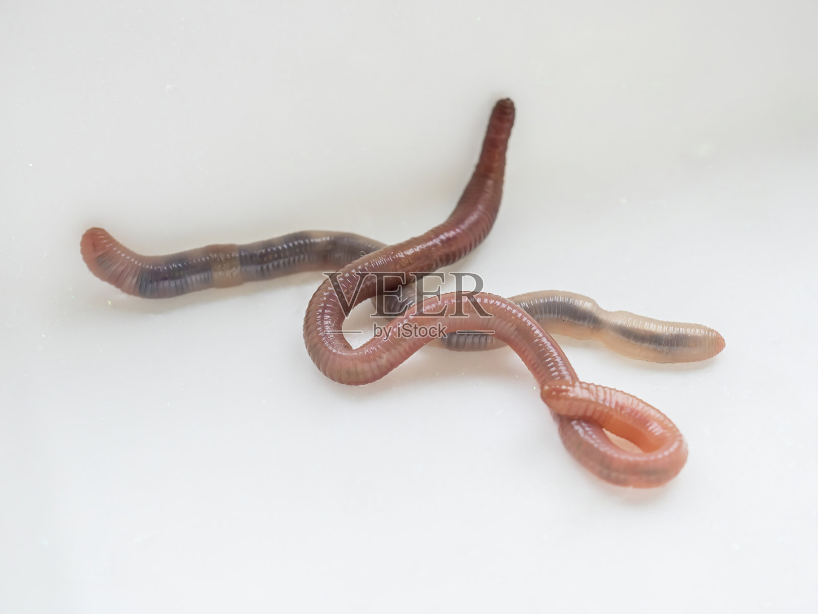 白色背景上的两只蚯蚓。特写，选择性聚焦照片摄影图片
