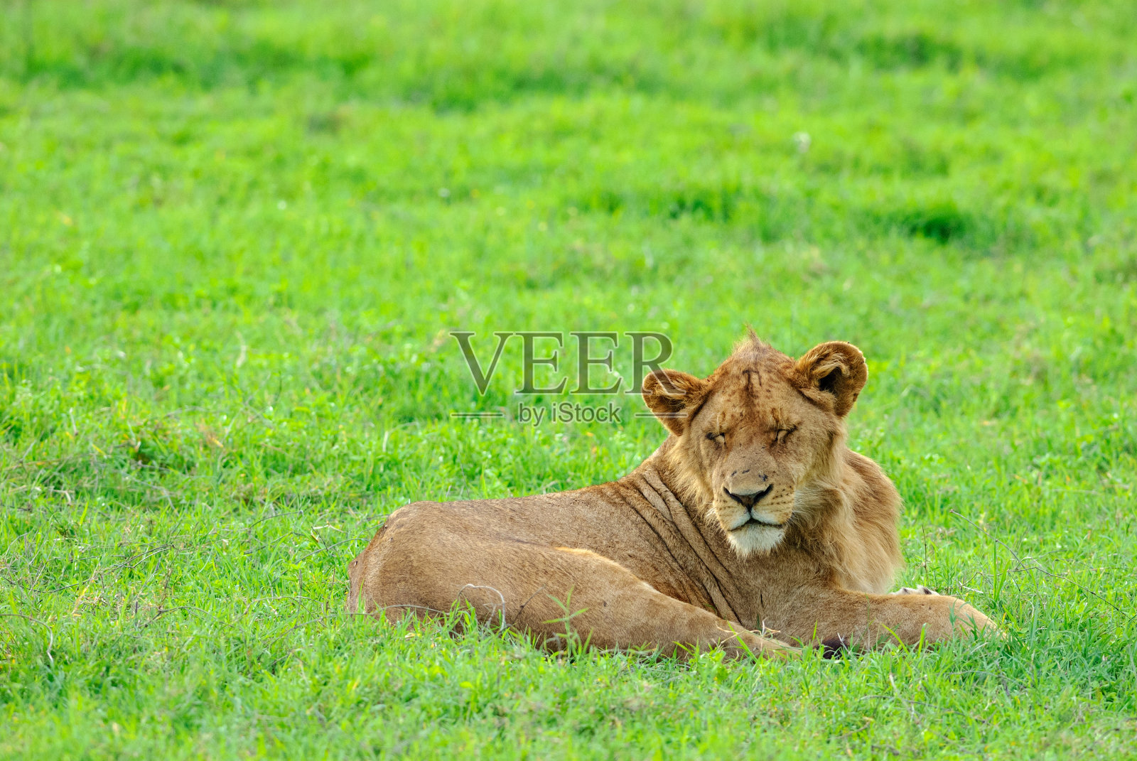 在坦桑尼亚恩戈罗恩戈罗保护区休息的东非狮子照片摄影图片