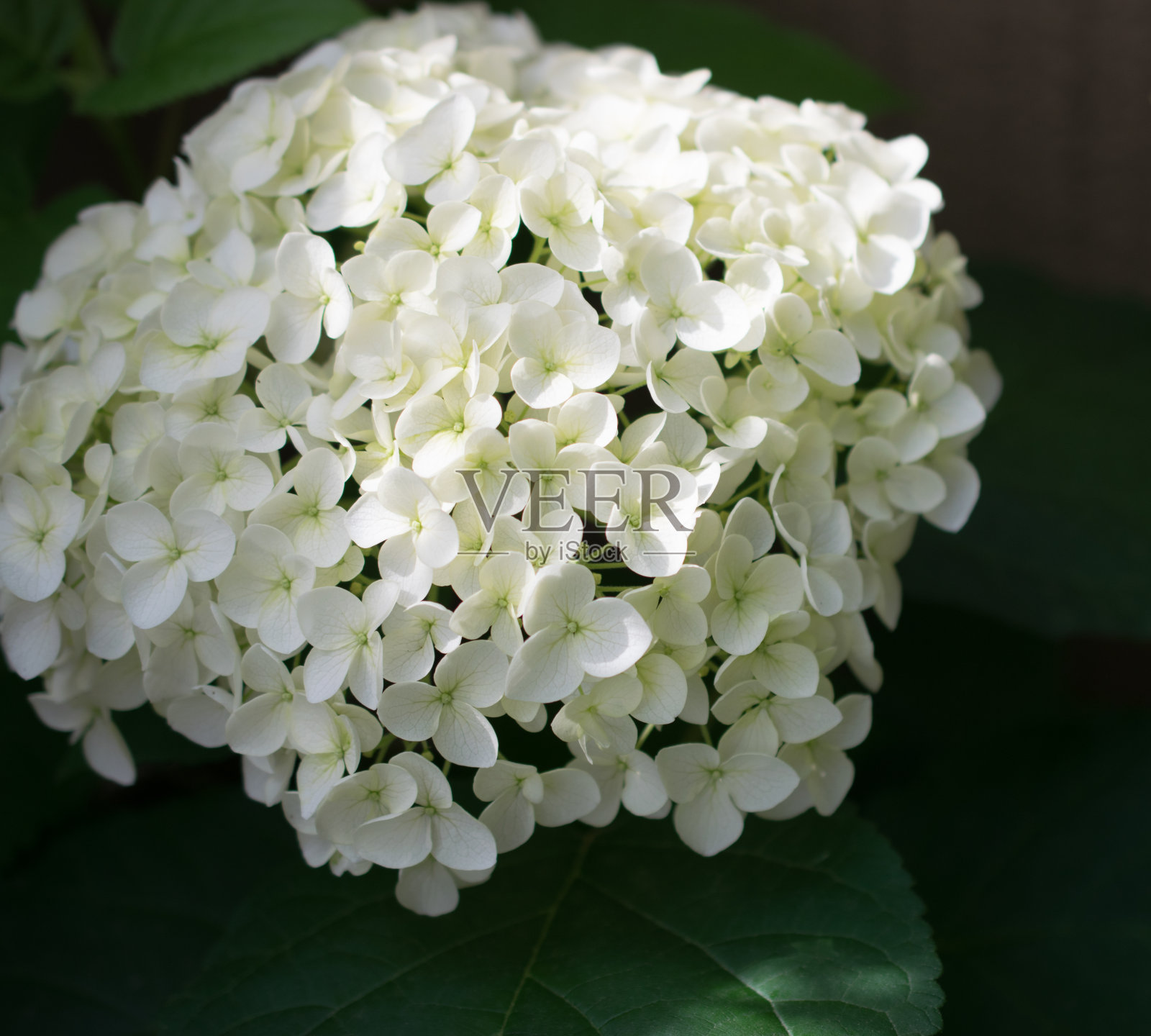 户外拍摄的美丽绣球花照片摄影图片