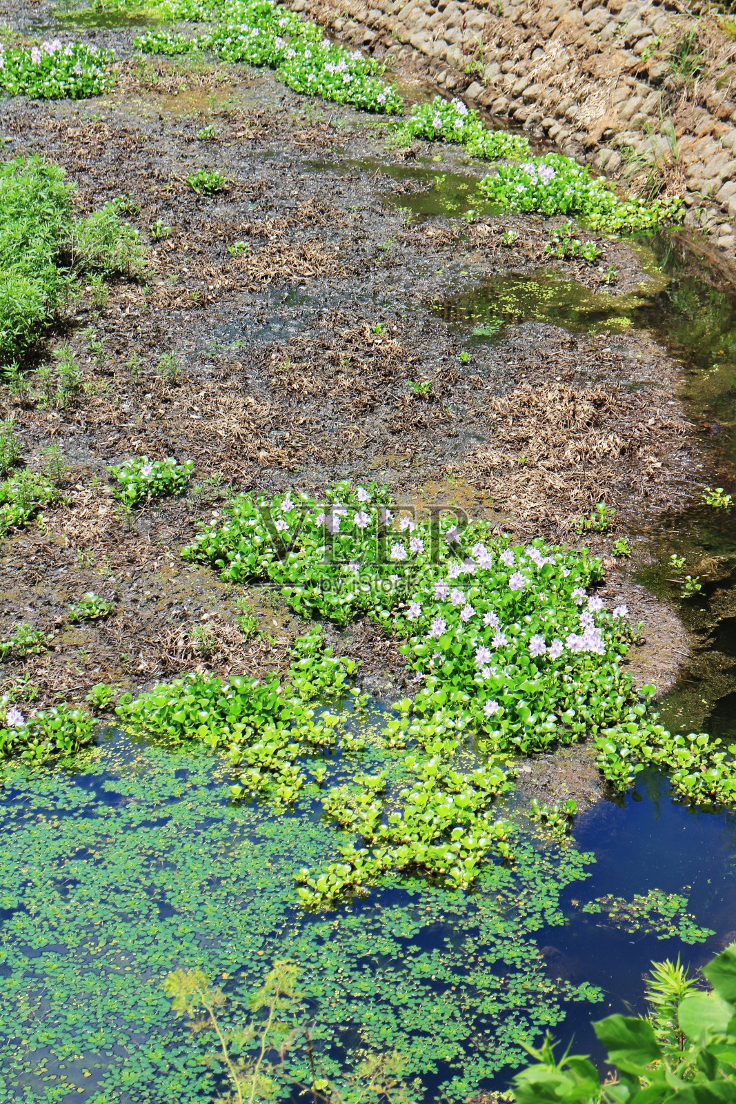 可爱的水葫芦盛开的花朵照片摄影图片