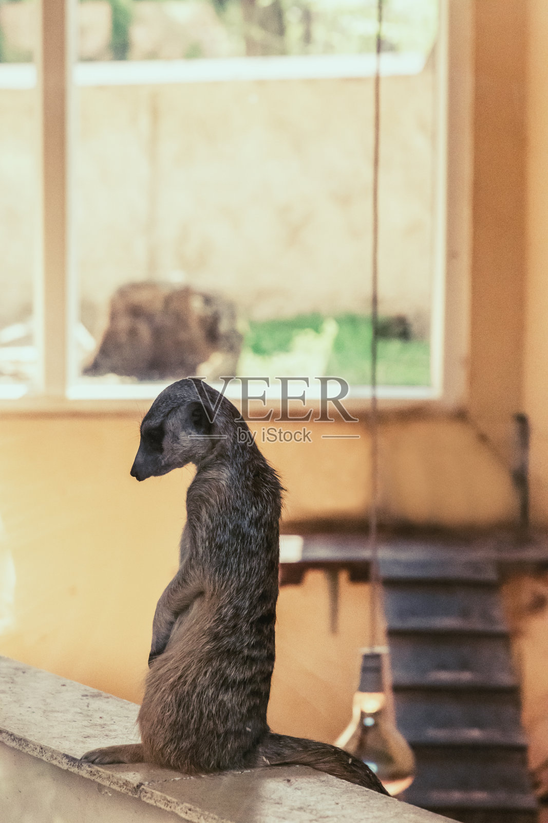 可怜的猫鼬站着照片摄影图片