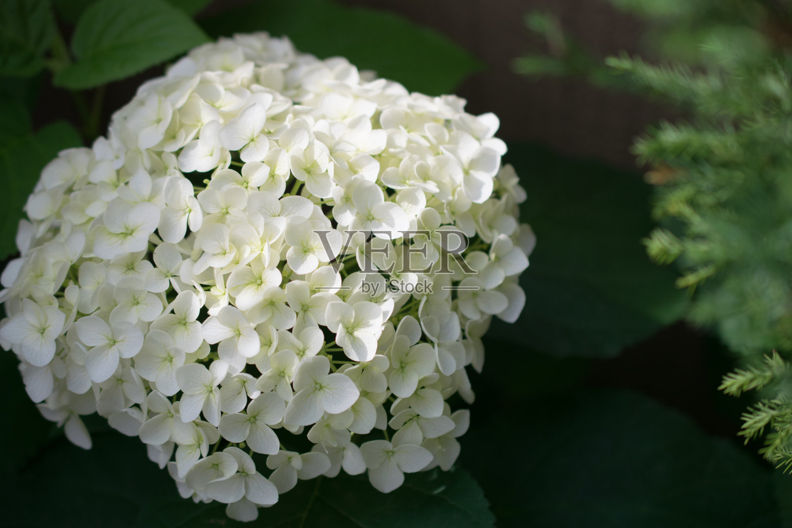 户外拍摄的美丽绣球花照片摄影图片