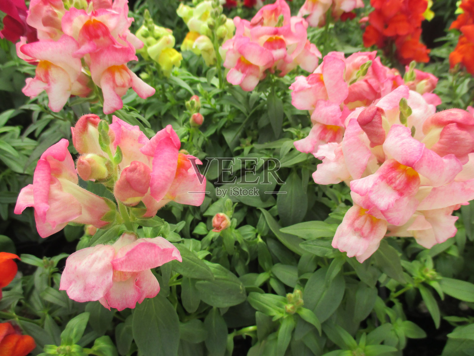 淡粉色的金鱼花在春天的花坛上美丽地绽放照片摄影图片