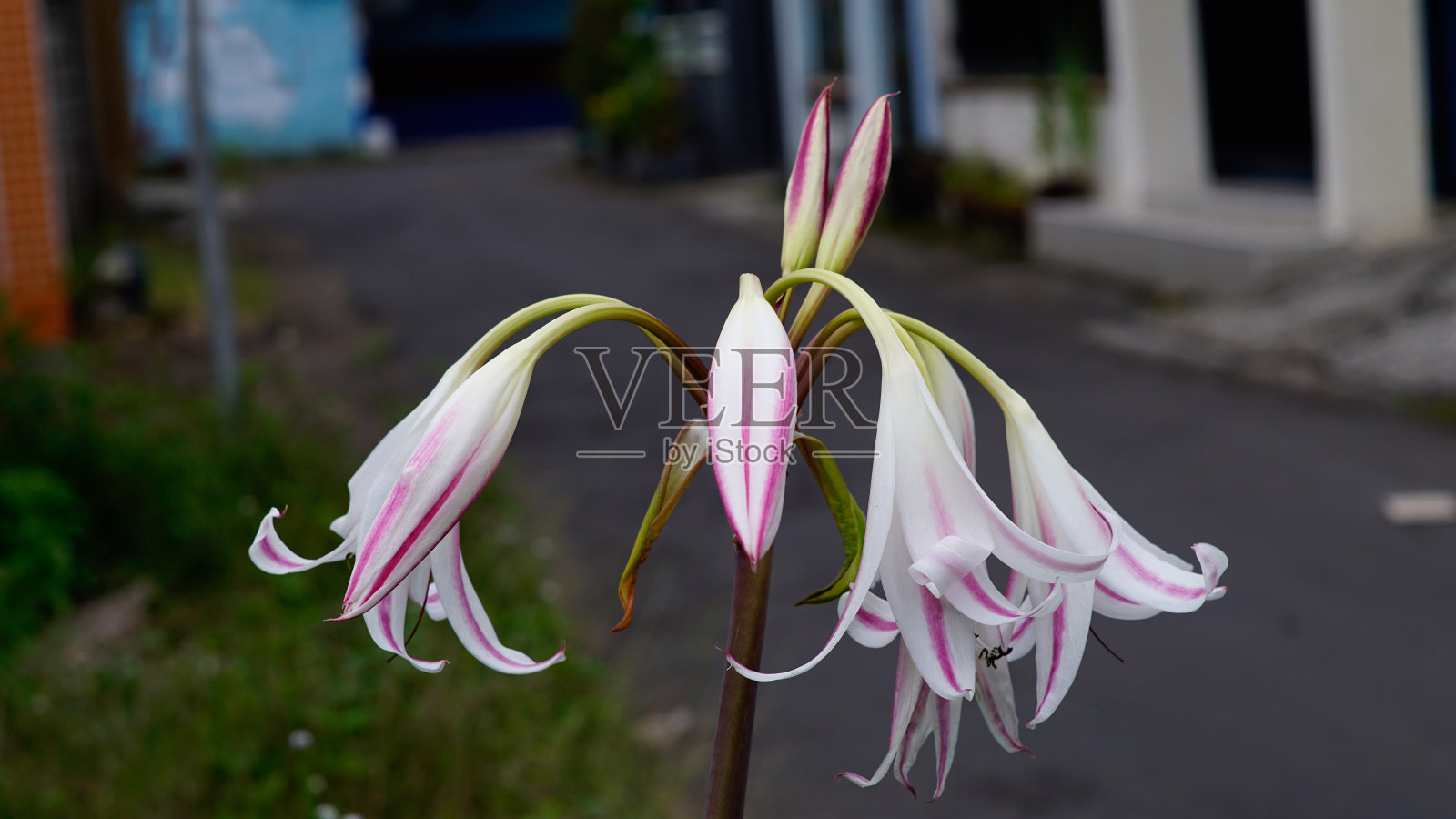 文珠兰属latifolium照片摄影图片