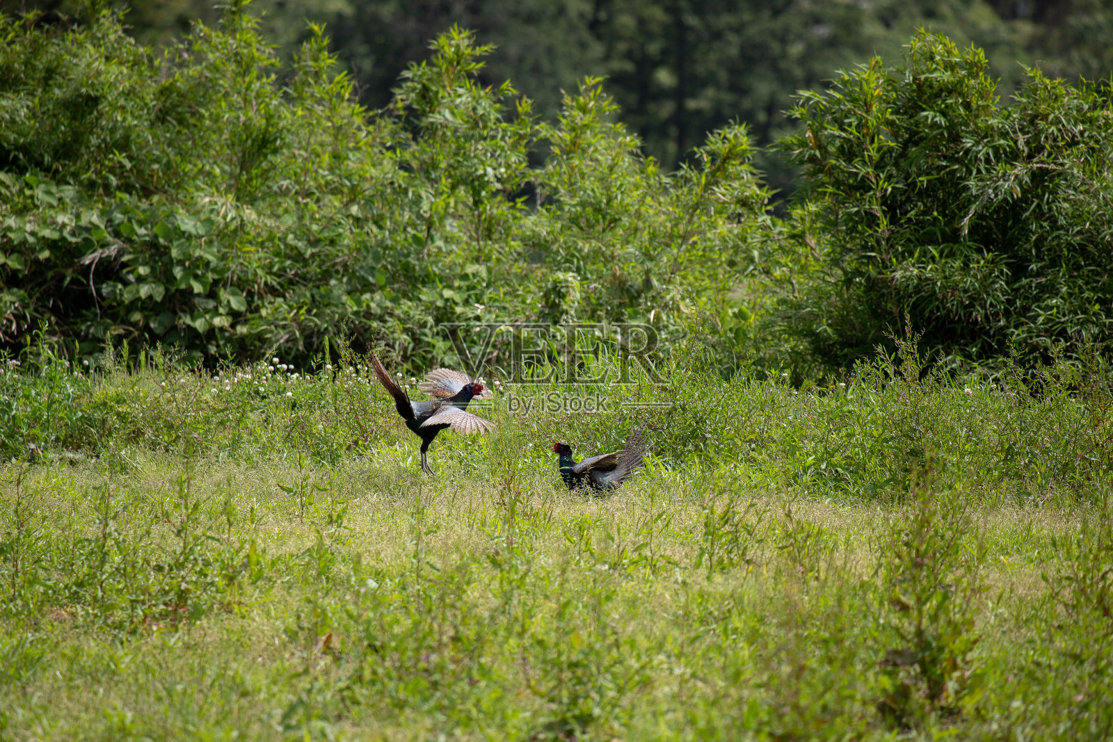 雄野鸡争夺地盘。照片摄影图片