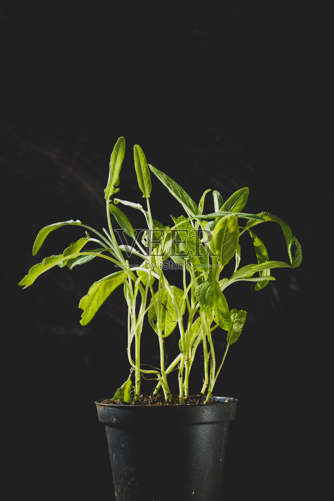 盆栽植物在黑色背景下的特写照片摄影图片