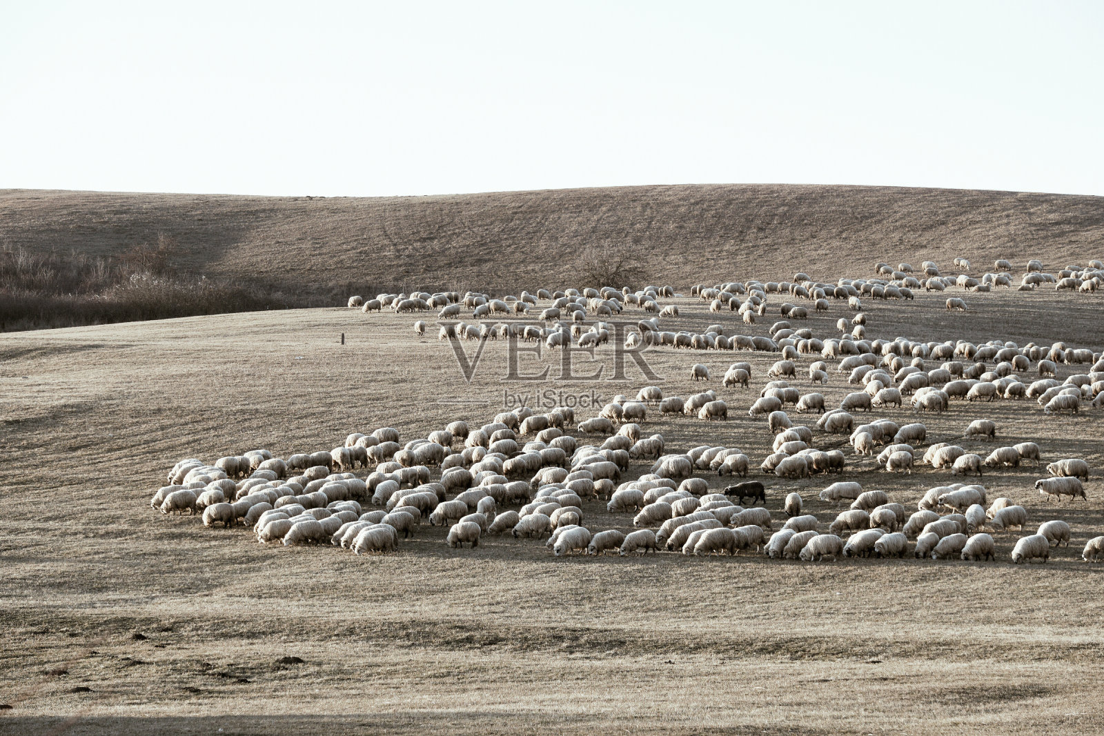 一群羊照片摄影图片