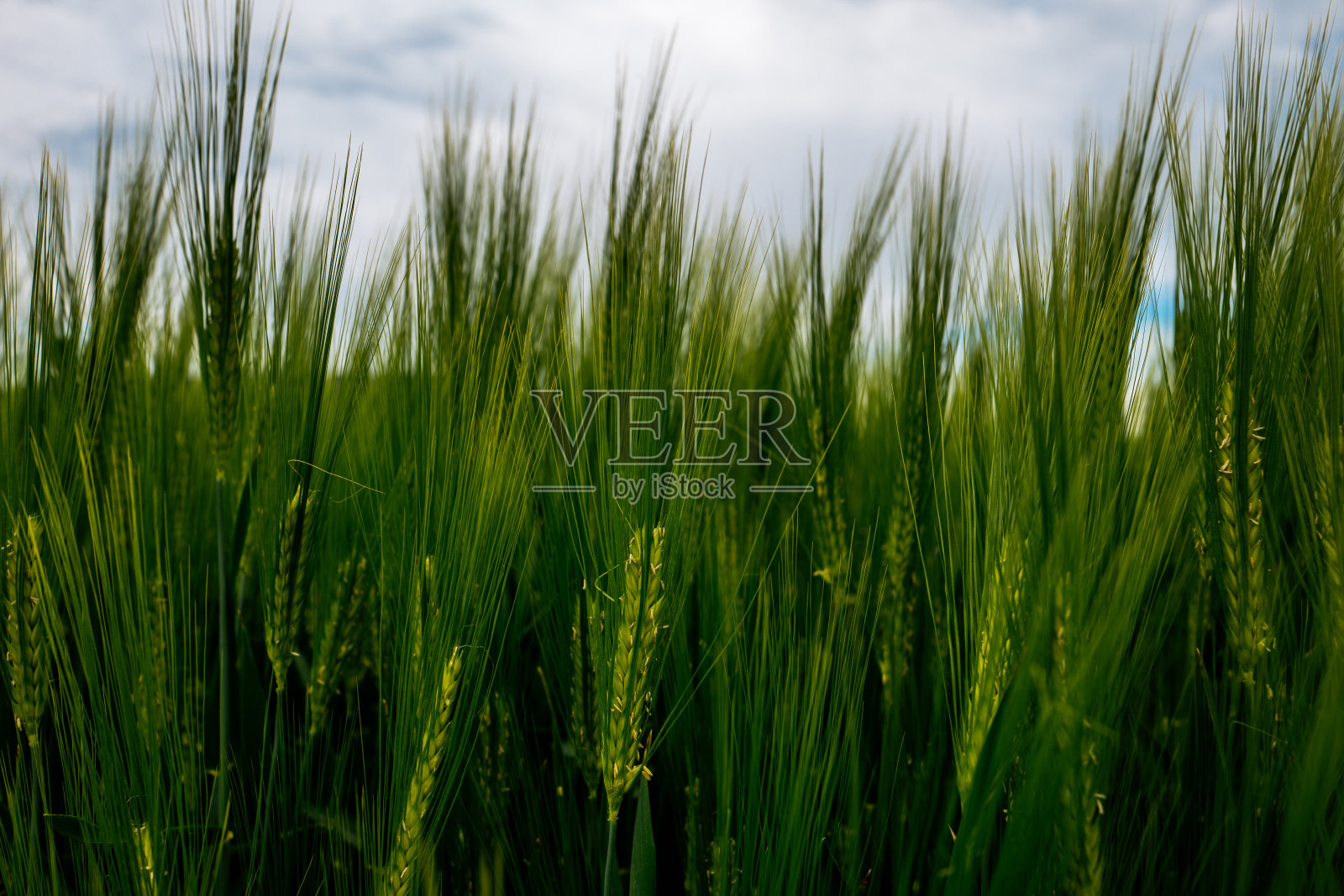 田野上植物生长的特写照片摄影图片
