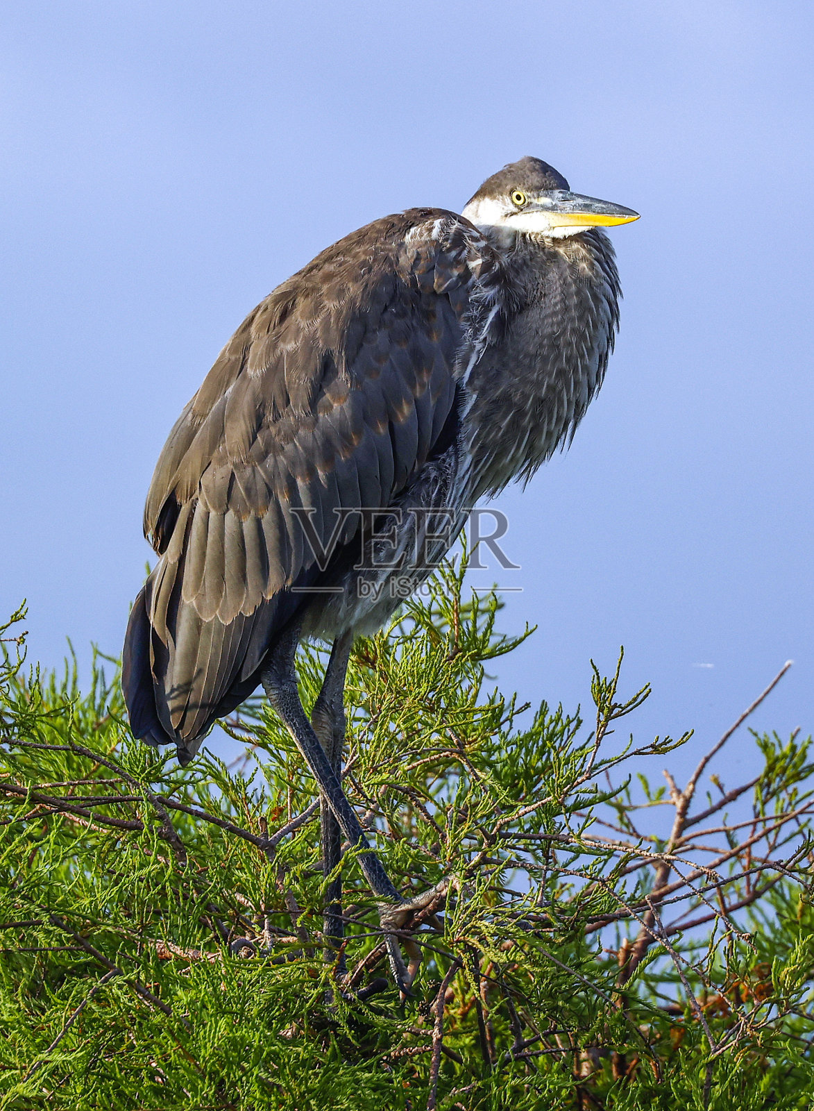 Wakodahatchee湿地的大蓝鹭照片摄影图片