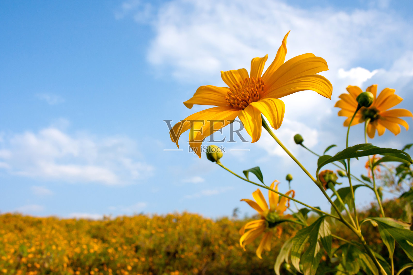 黄花盛开的田野对着天空的特写照片摄影图片