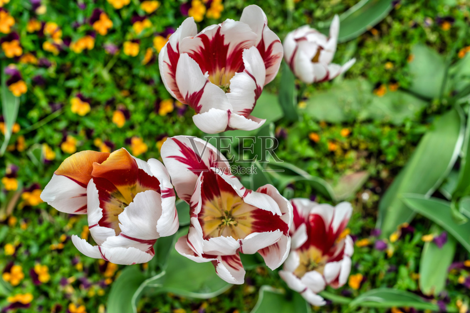 春暖花开照片摄影图片