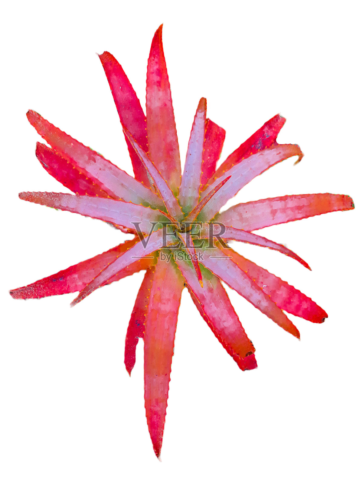 芦荟红色植物分离照片摄影图片